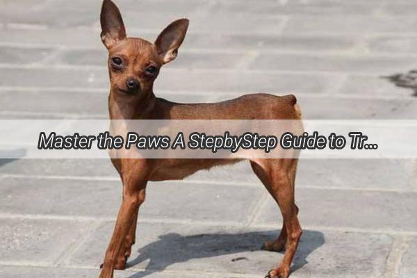 Master the Paws A StepbyStep Guide to Train Your Dog to Stop Hugging Strangers